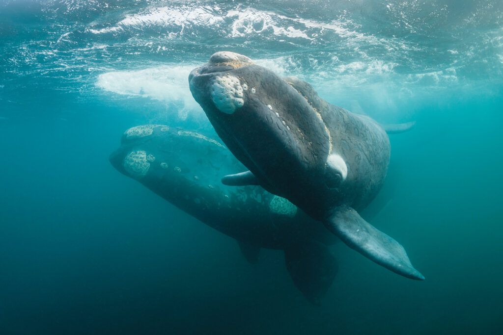 North Atlantic right whales